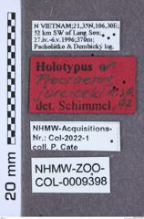 Etikett zu Platianeus angusticornis (Schimmel, 2004)